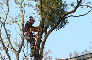 Travaux d’élagage abattage - Stéphane Leroy paysagiste sud Loire